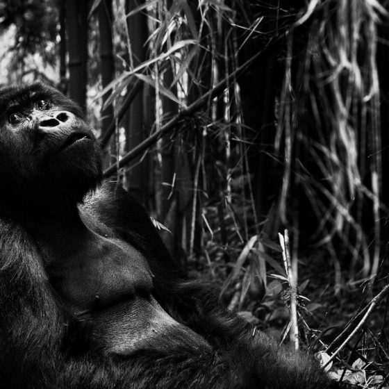 Black and white version of gorilla in rainforest