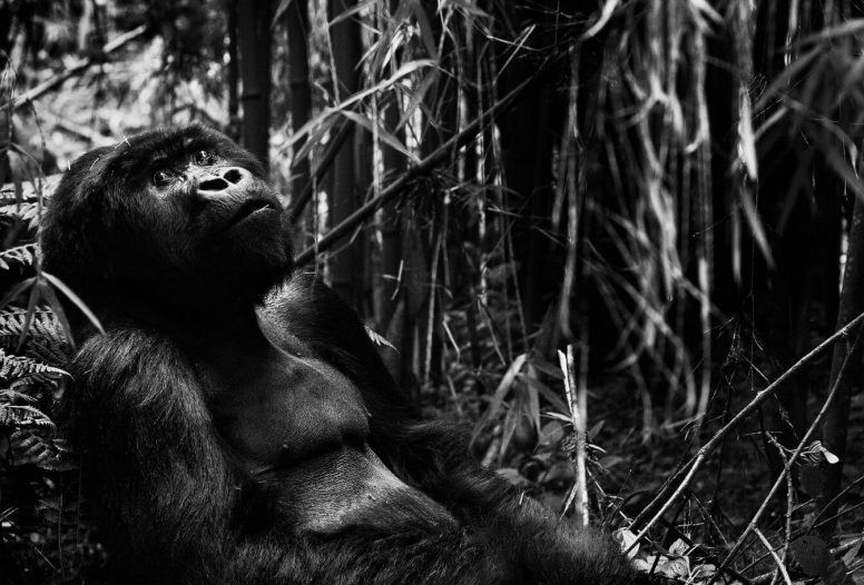 Black and white version of gorilla in rainforest