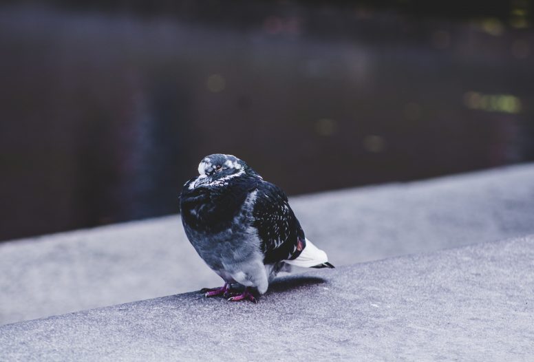 Black and white pigeon sitting on ledge