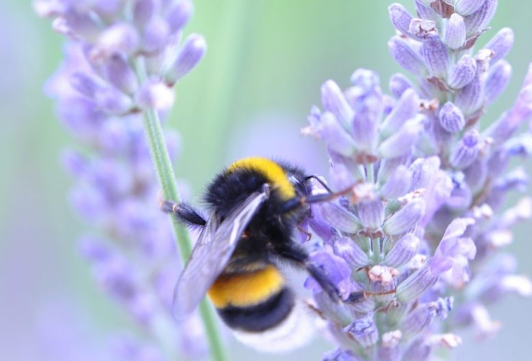 Bee on lavender