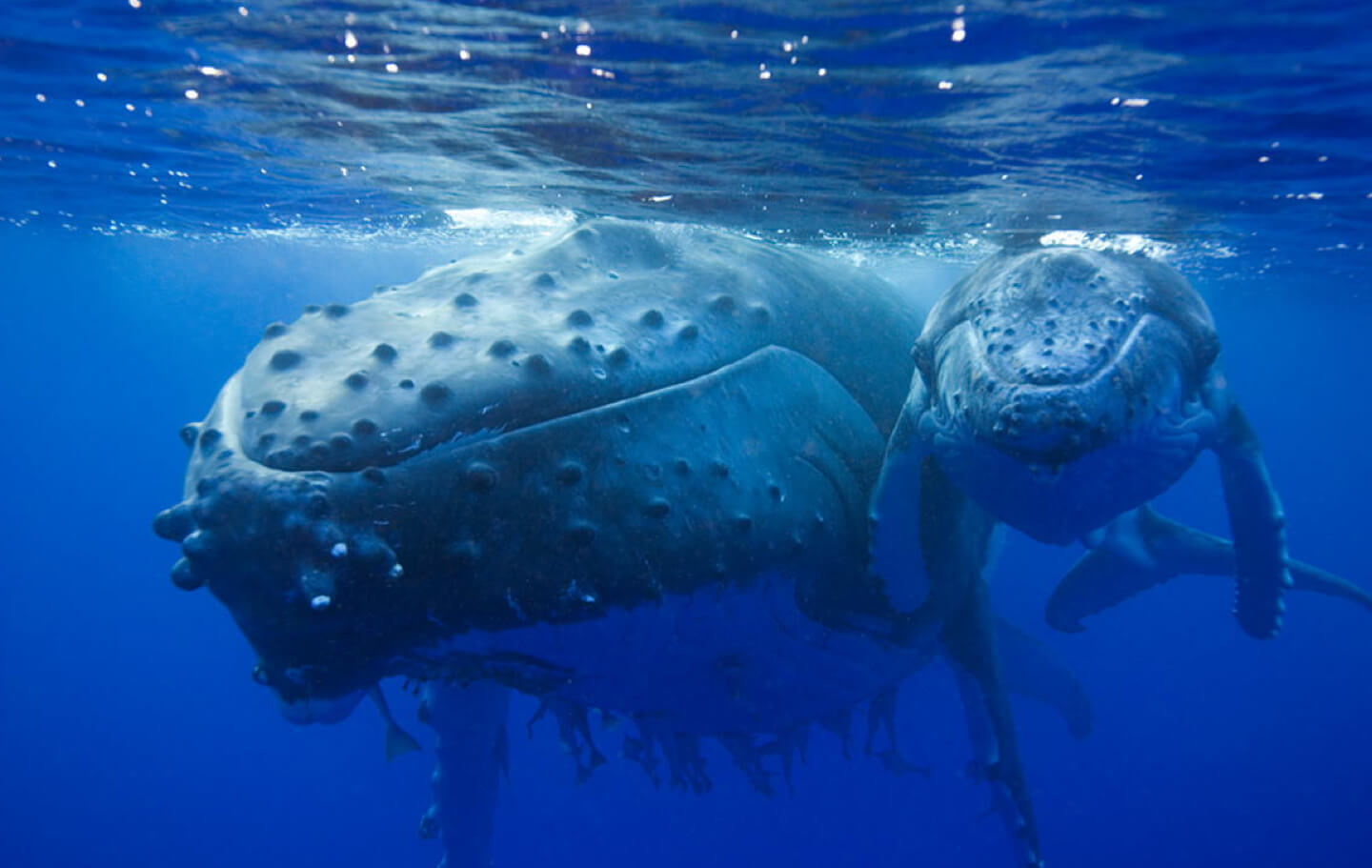 Mother and baby whale swimming together