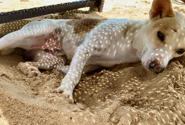 A Sri Lankan dog lies under a sun lounger