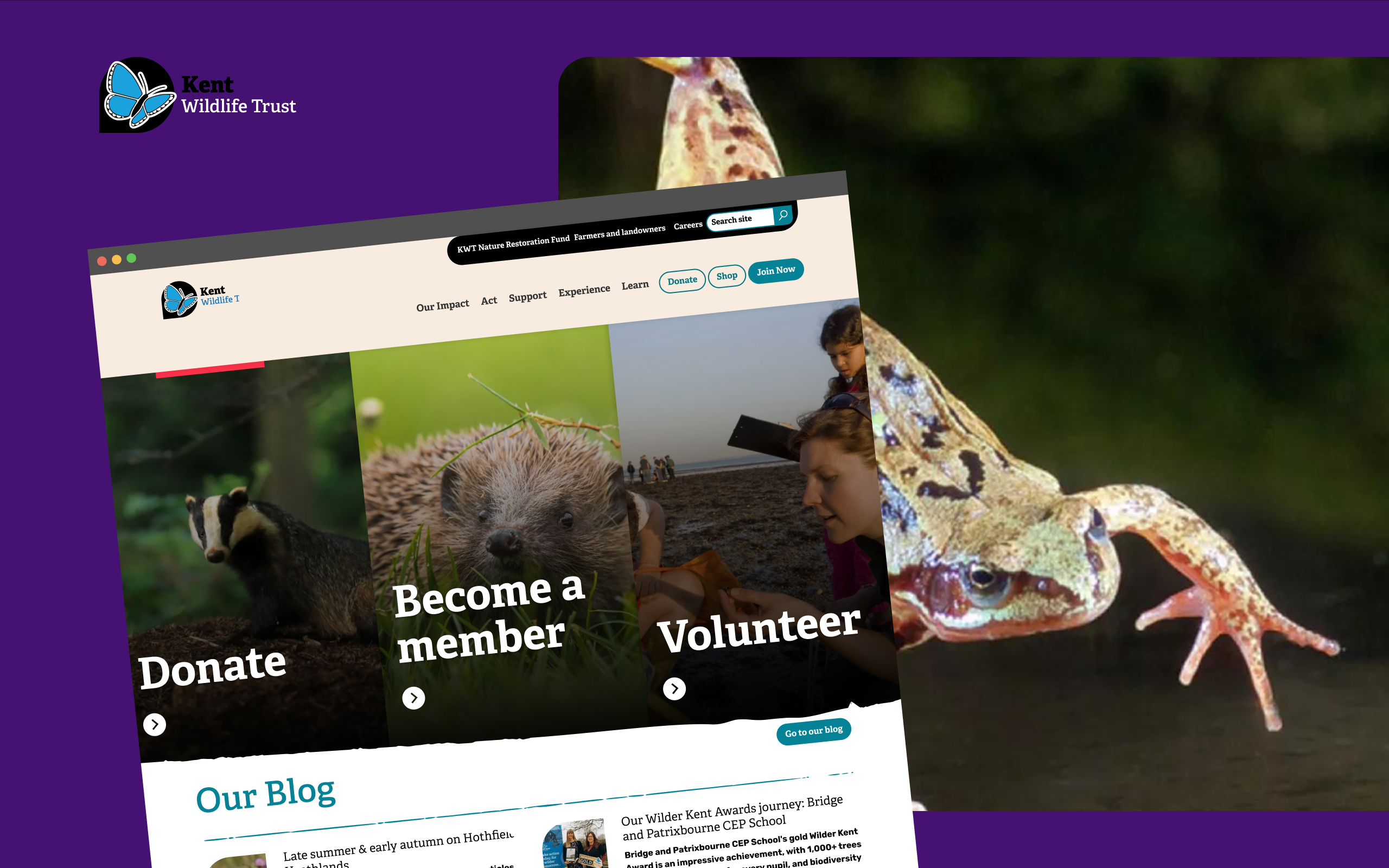 A promotional mockup of the Kent Wildlife Trust website displayed on a browser, featuring images of a badger, hedgehog, and volunteers with calls to action for donating, becoming a member, and volunteering, set against a purple background with a close-up photo of a frog.